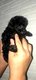 Dernier chiot Caniche Toy noir