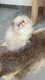 💙Magnifiques chatons Persan Himalayen