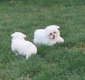Bichons maltais a réservés