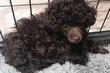 Caniche Toy femelle Chocolat