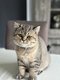 British femelles magnifique Chat