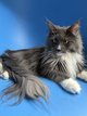 Maine Coon