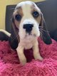 Chiots beagle adorable