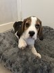Chiots beagle adorable