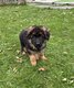 Adorable chiot berger allemand