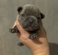 Chiots bouledogues français mâles