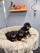 Rottweiler chiots