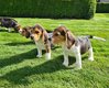 Beagle chiots