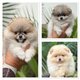 Magnifiques chiots Loulou de Poméranie (spitz...