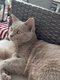 Chat British schortair bleu disponible pour...