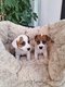 Chiots Jack-Russell