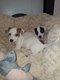 Chiots Jack-Russell