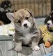 Adorables corgis