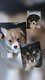 Adorables corgis