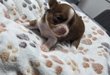 Chiots chihuahua