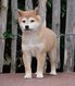 Chiots Shiba Inu