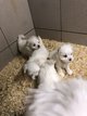 Magnifiques chiots bichons nains de pure race à...