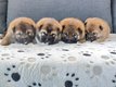 Magnifiques chiots shiba inu