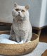 Saillie british shorthair lilac avec pedigree de...