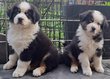 Magnifiques chiots bergers australiens