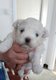 Bichon maltais de petite taille