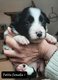 Magnifiques Border Collie