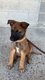 Chiot malinois