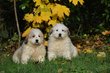 Chiots Montagnes des Pyrénées par whisky x...