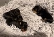 4 magnifiques chiots à réserver 🐾