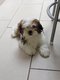 Chien Mâle Shih Tzu 3 ans à vendre