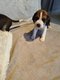 Chiot beagle
