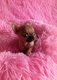 Micro chihuahua petit chiot male