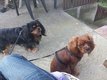 Chiots Cavalier King Charles rubis et noir et feu