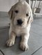 Chiots Golden Retriever Mâles