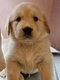 Chiots Golden Retriever Mâles