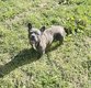 Bouledogue français femelle bleu