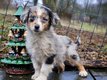 Adorables chiots Berger australiens disponibles