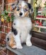 Adorables chiots Berger australiens disponibles