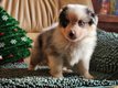 Adorables chiots Berger australiens à réserver