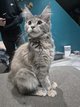 Maine coon (pedigree)
