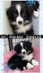 Chiots border-collie d'un élevage familial à...