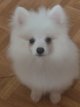 Chiot Spitz Japonais