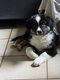 Adorable chiots bergers australiens