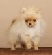Micro et Mini Pomeranian pure race
