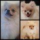Micro et Mini Pomeranian pure race