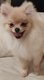 Micro et Mini Pomeranian pure race