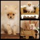 Micro pomeranian pure race