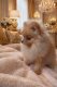 Mini pomeranian pure race