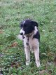 Chiot femelle border collie