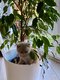 Adorables British Shorthair cherchent familles...